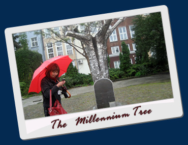 The  Millennium Tree